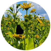 naturnah und insektenschonend