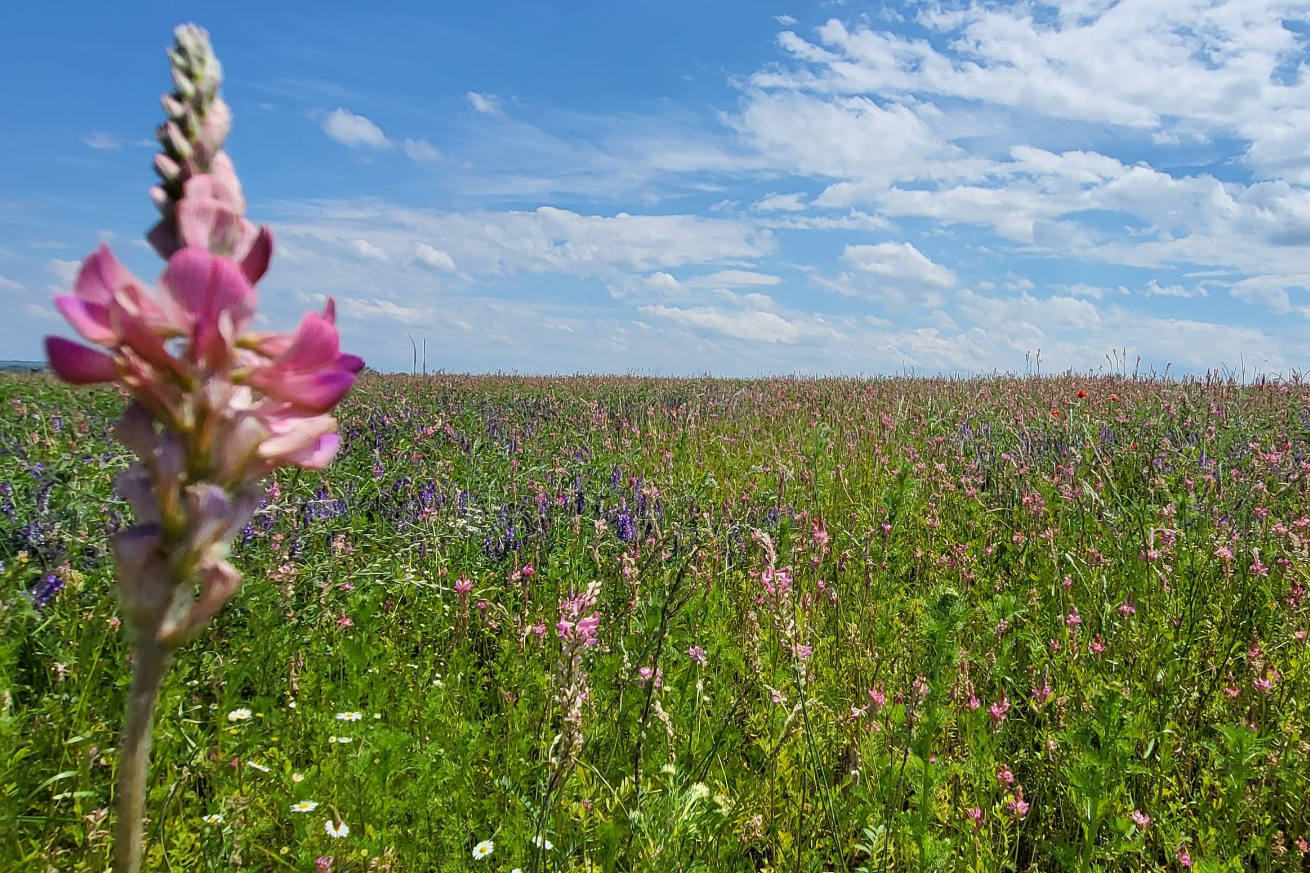 Buntes Feld mit BIO Esparsette unter blauem Himmel und vereinzelt weißen Wolken.