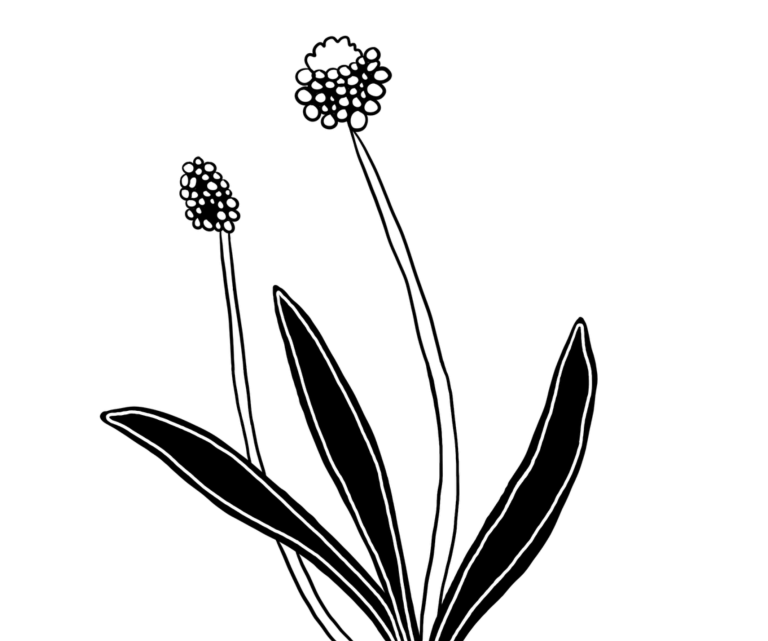 Spitzwegerich in schwarz-weiß Zeichnung.