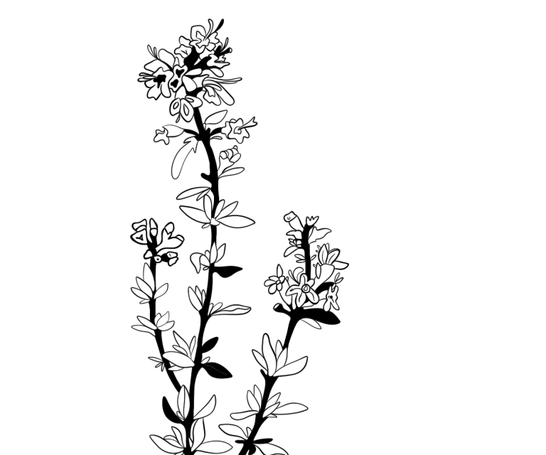 Bio LöwenzahnHeu in schwarz-weiß Zeichnung.