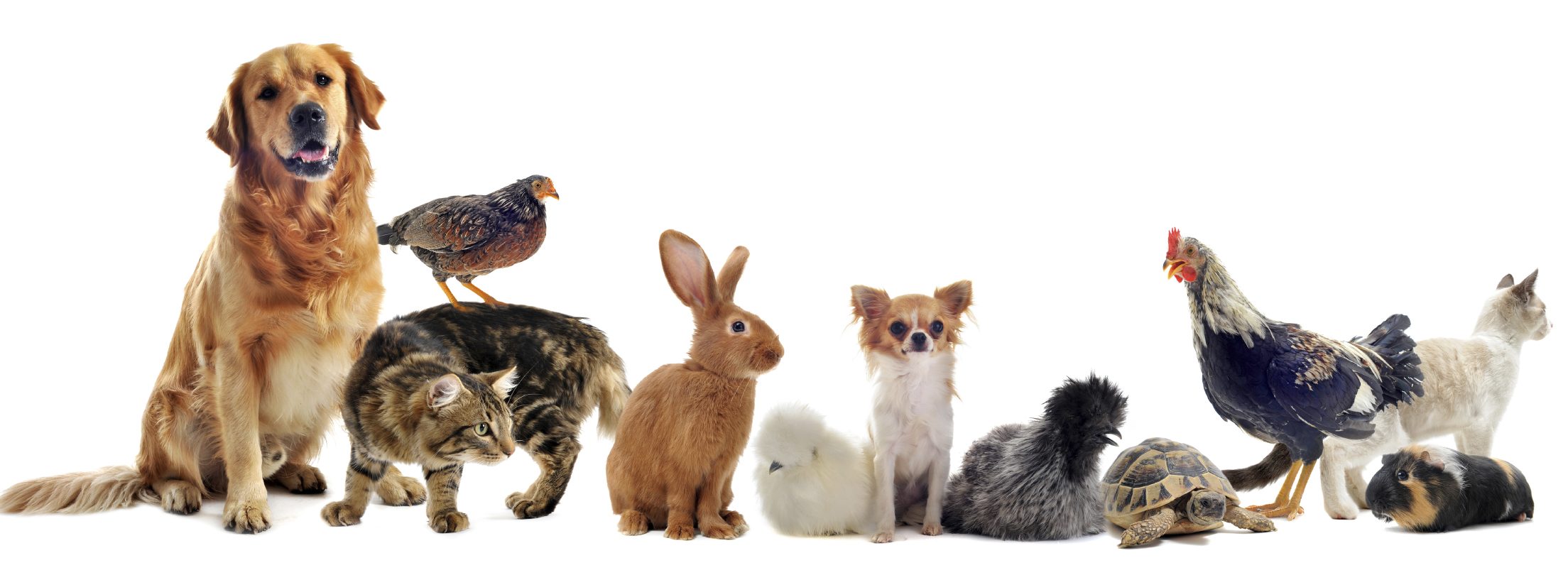 Ein Golden Retriever, Vögel, Kaninchen, Katze, Huhn und andere Tiere in einer Reihe.