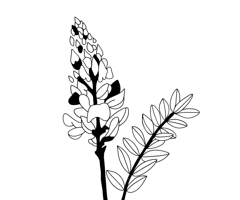 BIo Esparsette in schwarz-weiß Zeichnung.