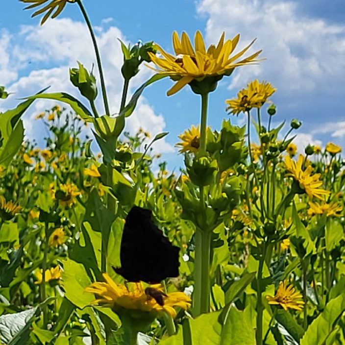 Symbolbild naturnah und insektenschonend angebaut