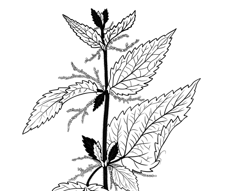 Bio Silphie in schwarz-weiß Zeichnung.