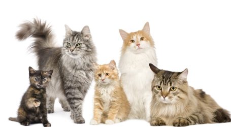 Fünf Katzen verschiedener Rassen, darunter eine schwarz-orange, orange, grau und weiß.