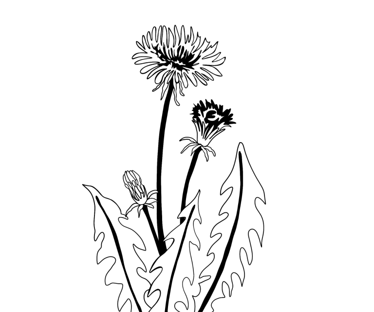 Bio LöwenzahnHeu in schwarz-weiß Zeichnung.